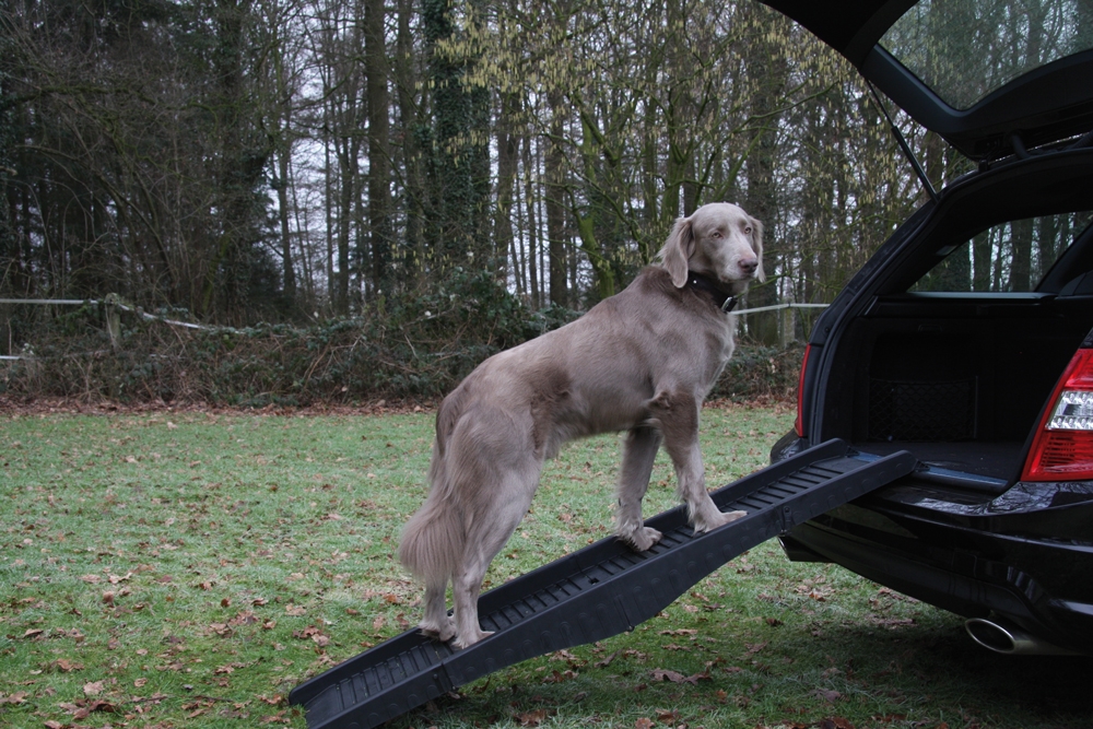 Nobby Rampa za pse 40x152cm